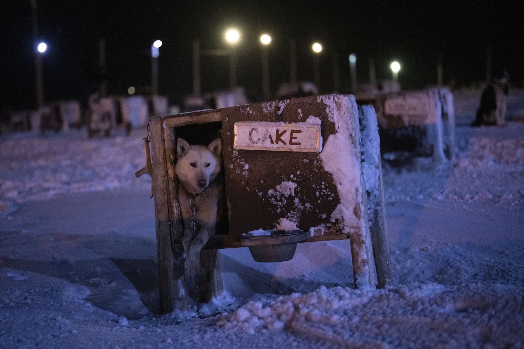 APTOPIX Norwegian Arctic Dog Sledding